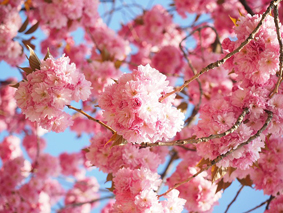 花見には厄払いの意味がある！縁起物の桜とは？